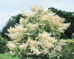 Attēlu rezultāti vaicājumam “Syringa reticulata subsp. amurensis flower”