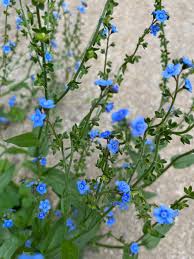 Attēlu rezultāti vaicājumam “Myosotis stricta flower”