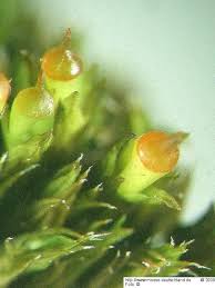 Attēlu rezultāti vaicājumam “Schistidium dupretii”