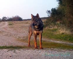 Attēlu rezultāti vaicājumam “Canis lupus”