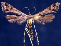 Attēlu rezultāti vaicājumam “Pterophoridae”