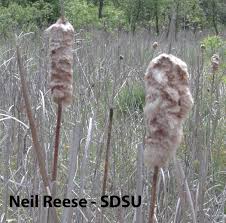 Attēlu rezultāti vaicājumam “Typhaceae”