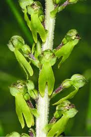 Attēlu rezultāti vaicājumam “Listera ovata flower”