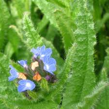 Attēlu rezultāti vaicājumam “Anchusa arvensis leaf”