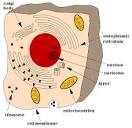 More on Eukaryote Morphology