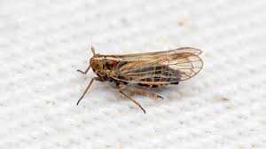 Attēlu rezultāti vaicājumam “Delphacidae”