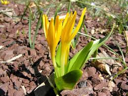 Attēlu rezultāti vaicājumam “Colchicum luteum flower”