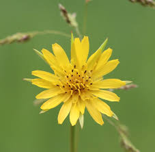 Image result for Tragopogon pratensis