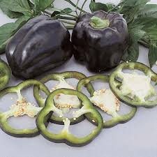 Afbeeldingsresultaat voor purple beauty sweet pepper