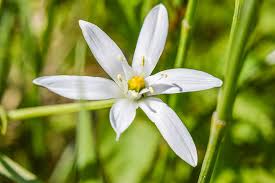 Attēlu rezultāti vaicājumam “Allium ursinum flower”