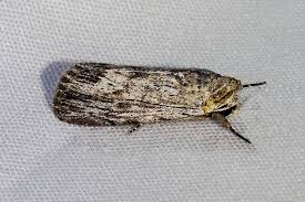 Attēlu rezultāti vaicājumam “Orthosia miniosa”