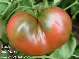 Afbeeldingsresultaat voor black sea man tomato