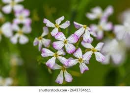 Attēlu rezultāti vaicājumam “Raphanus sativus flower”