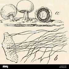 Attēlu rezultāti vaicājumam “Diderma chondrioderma spores”