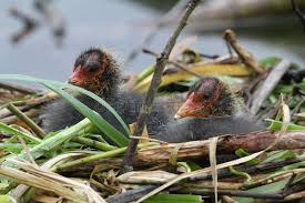 Attēlu rezultāti vaicājumam “Fulica atra nest”