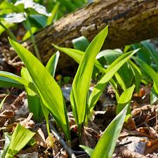 Image result for Allium ursinum