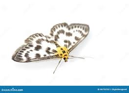 Attēlu rezultāti vaicājumam “Anania hortulata”