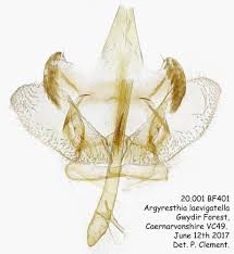 Attēlu rezultāti vaicājumam “Argyresthiidae”