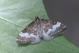 Attēlu rezultāti vaicājumam “Perizoma affinitata”