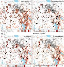 Attēlu rezultāti vaicājumam “Cliostomum corrugatum”