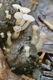 Attēlu rezultāti vaicājumam “Cudoniella clavus”