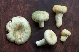 Attēlu rezultāti vaicājumam “Physarum virescens young”