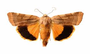 Attēlu rezultāti vaicājumam “Noctua fimbriata”