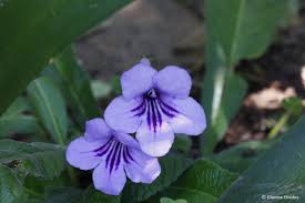 Image result for Streptocarpus