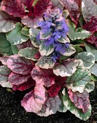 Image result for Ajuga reptans