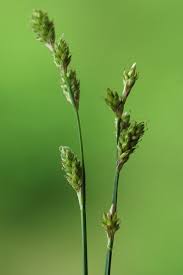 Attēlu rezultāti vaicājumam “Carex appropinquata fruit”