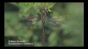 Attēlu rezultāti vaicājumam “Ischnura pumilio”