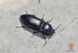 Attēlu rezultāti vaicājumam “Selatosomus aeneus”