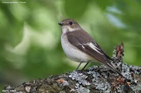 Attēlu rezultāti vaicājumam “Ficedula hypoleuca juvenile”