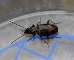 Attēlu rezultāti vaicājumam “Bembidion sp.”