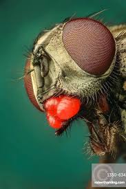 Attēlu rezultāti vaicājumam “Musca domestica”