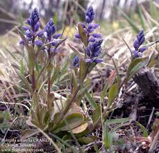 Attēlu rezultāti vaicājumam “Polygala amarella”