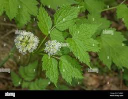 Attēlu rezultāti vaicājumam “Actaea spicata flower”