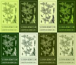 Attēlu rezultāti vaicājumam “Chaerophyllum aromaticum fruit”