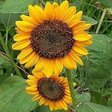 Image result for Helianthus annuus