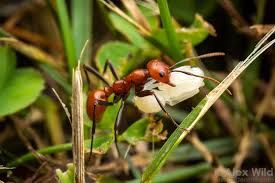 Attēlu rezultāti vaicājumam “Formica rufa pupa”
