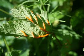 Attēlu rezultāti vaicājumam “Triphragmium ulmariae”