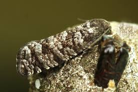 Attēlu rezultāti vaicājumam “Retinia resinella”