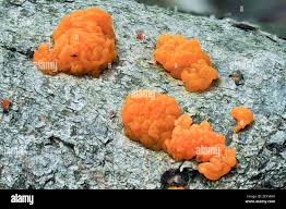 Attēlu rezultāti vaicājumam “Tremella mesenterica”