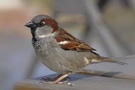 Image result for Passer domesticus