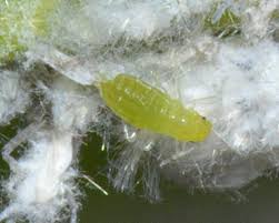 Attēlu rezultāti vaicājumam “Thecabius affinis nymph”