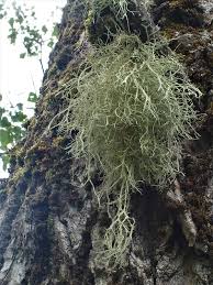 Attēlu rezultāti vaicājumam “Evernia divaricata”