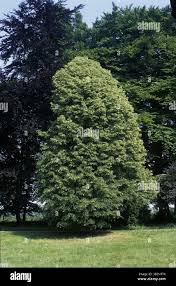 Attēlu rezultāti vaicājumam “Tilia platyphyllos Laciniata”