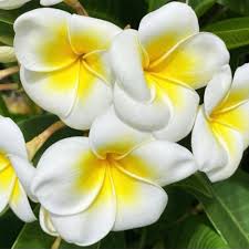 Attēlu rezultāti vaicājumam “Euura acutifoliae”