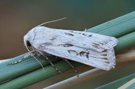 Attēlu rezultāti vaicājumam “Agrotis ripae”