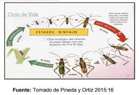 Attēlu rezultāti vaicājumam “Collaria sp.”